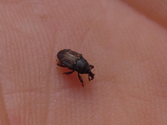 Glyptobaris lecontei