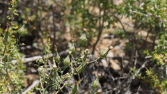 Rafinesquia californica