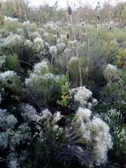Baccharis notosergila