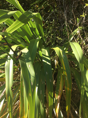 Phormium cookianum hookeri