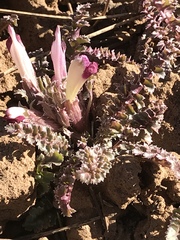 Pedicularis centranthera