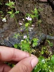 Claytonia parviflora
