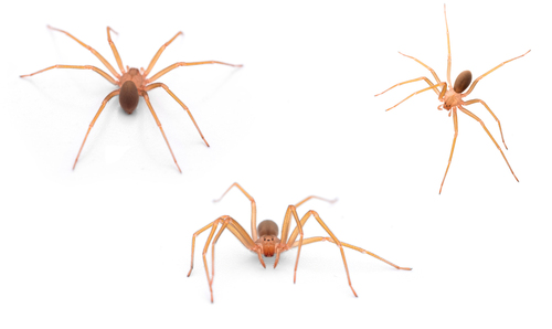 Mediterranean recluse