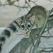 Ringtail - Photo (c) Coronado Govaerts, some rights reserved (CC BY-NC)