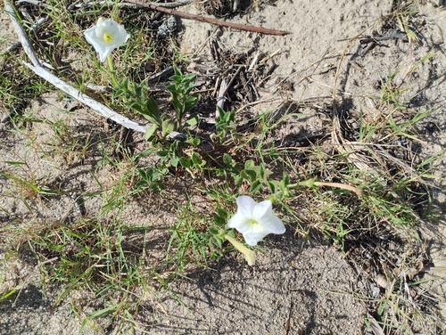 Petunia axillaris