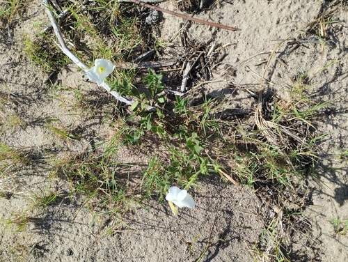 Petunia axillaris