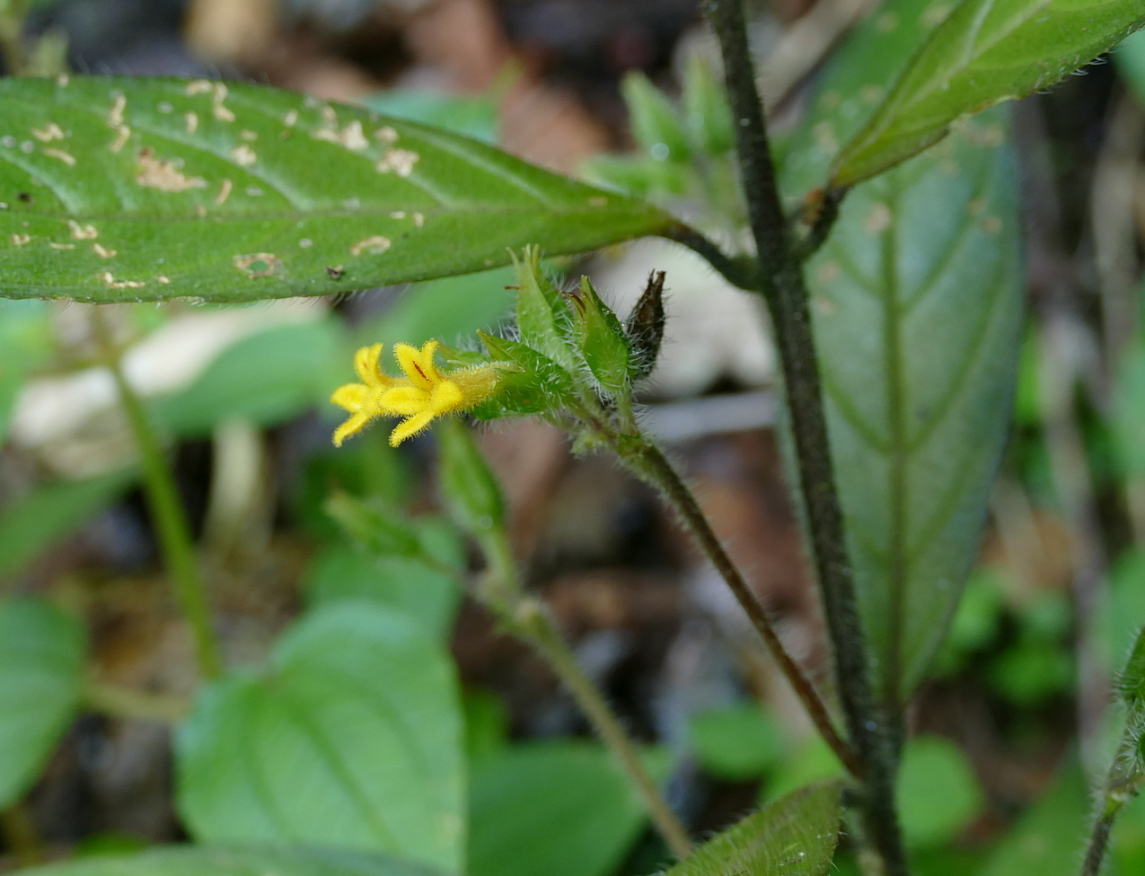 Cremospermopsis cestroides