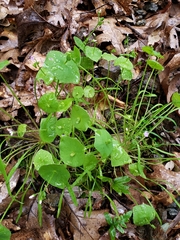 Claytonia parviflora