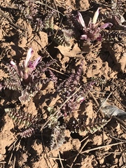 Pedicularis centranthera