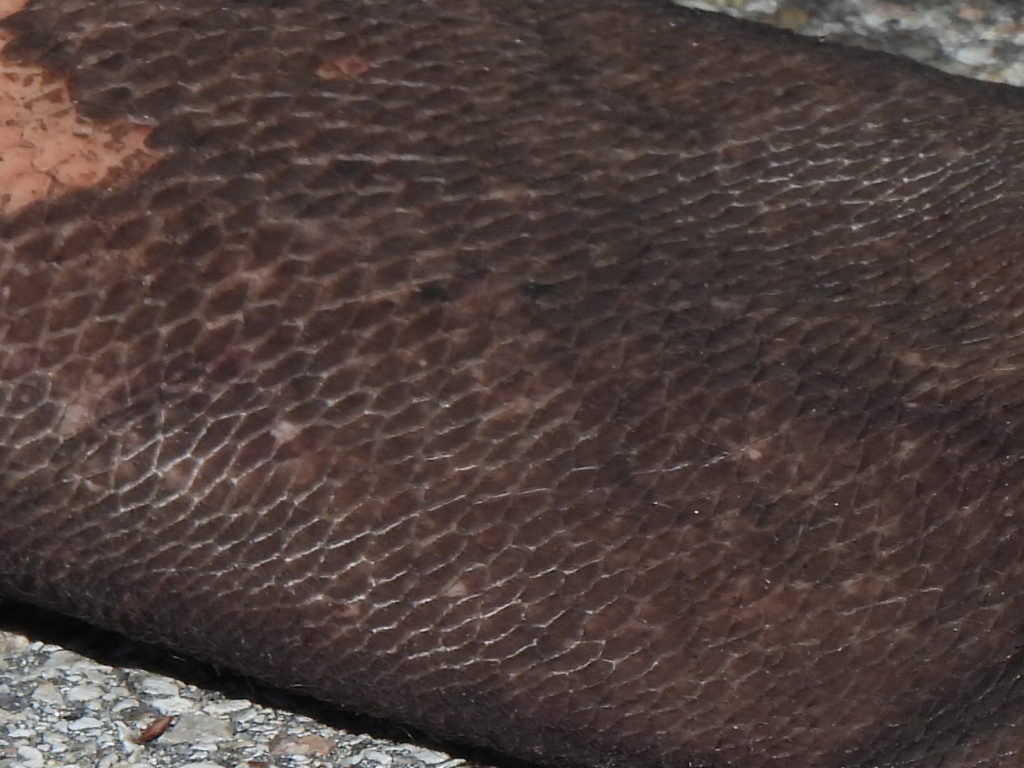 American Beaver from West Arlington, Arlington, TX, USA on February 1 ...