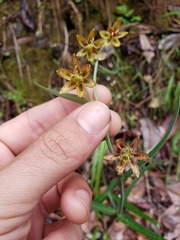 Fritillaria micrantha