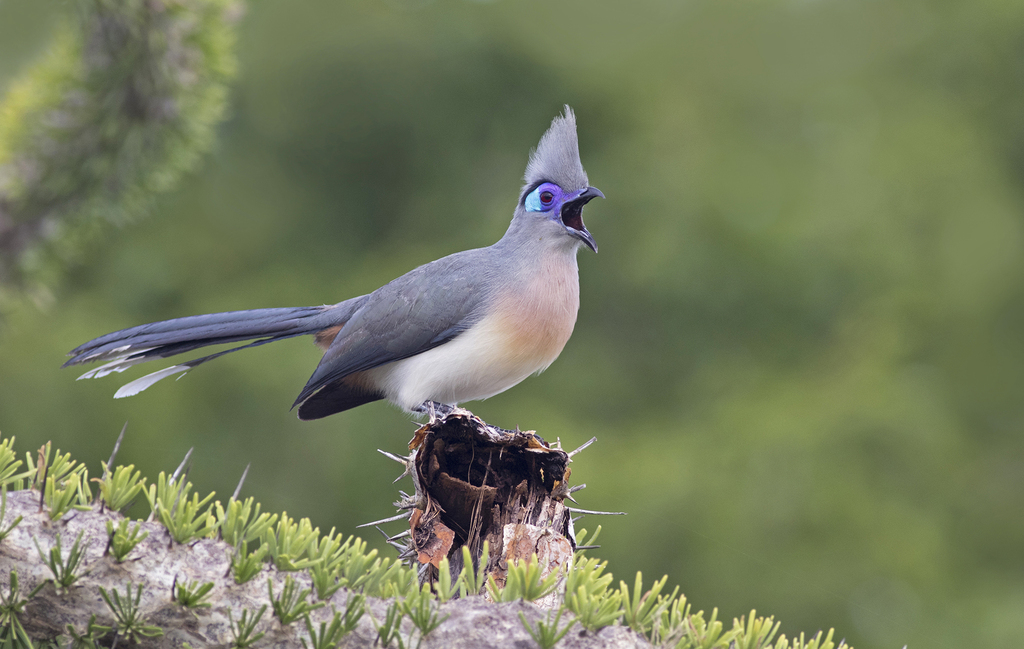 Crested Coua photo