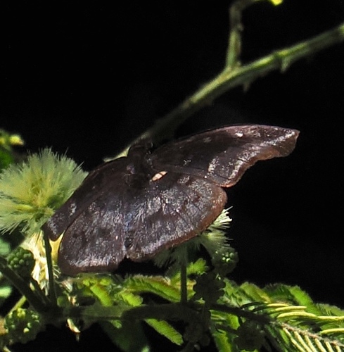 Anastrus ulpianus