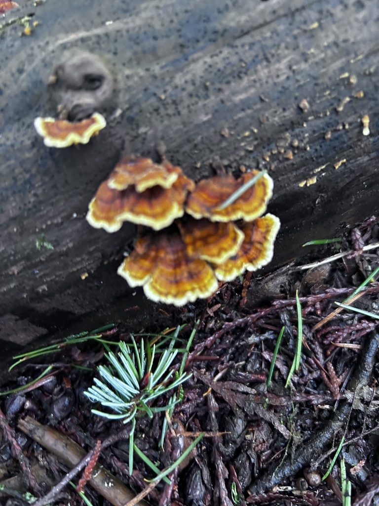 shelf fungi from Columbia River National Scenic Area, Washougal