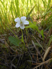 Viola patrinii