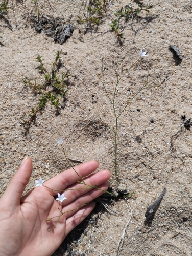 Image of Wahlenbergia linarioides by (c) Agustina Medina, some rights reserved (CC BY)