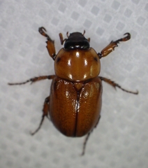 Scarabaeidae