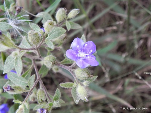 Hydrolea elatior (Hydrolea elatior)