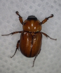 Scarabaeidae