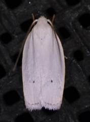Antaeotricha albulella