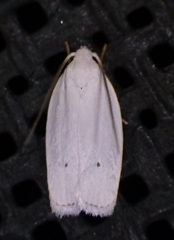 Antaeotricha albulella