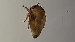 Smiliini