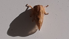 Smiliini