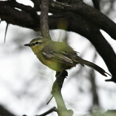 Stigmatura budytoides