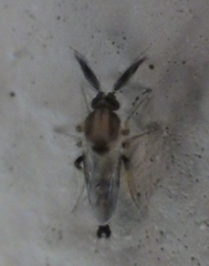 Forcipomyia