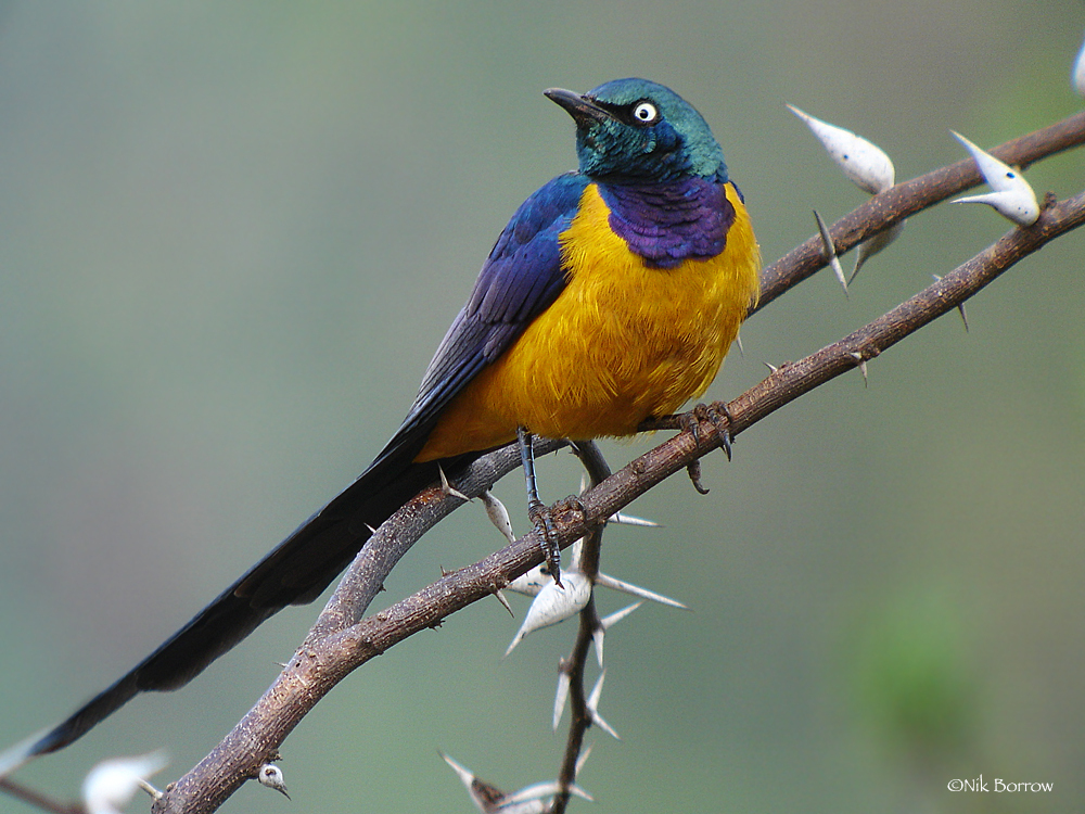 Golden-breasted Starling (Lamprotornis regius) photo