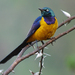 Golden-breasted Starling - Photo (c) Nik Borrow, some rights reserved (CC BY-NC)