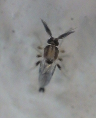 Forcipomyia