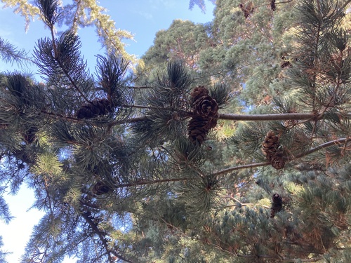 Pinus parviflora iNat (3)