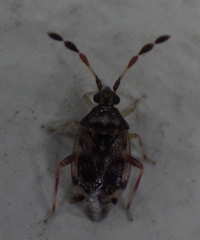Heteroptera