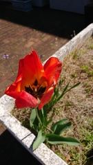 Tulipa