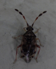 Heteroptera