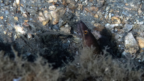 Caribbean chestnut moray (Enchelycore carychroa) — Muraenidae — 4