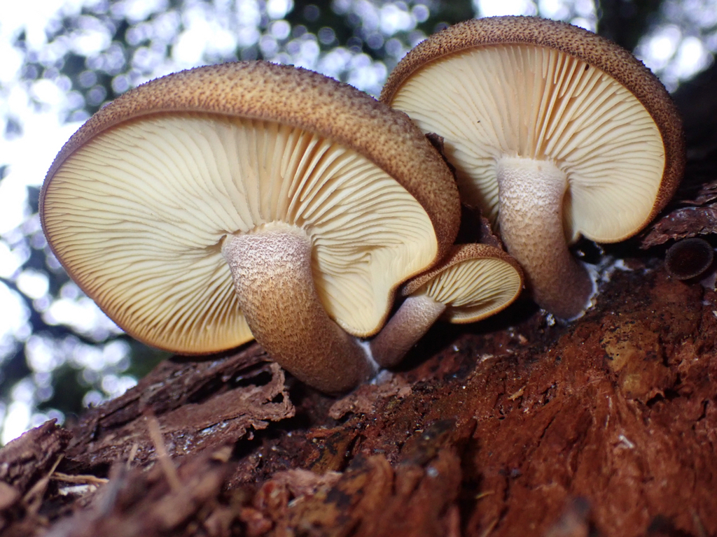 Tricholomopsis ornaticeps from Glenleith, Dunedin 9010, New Zealand on ...