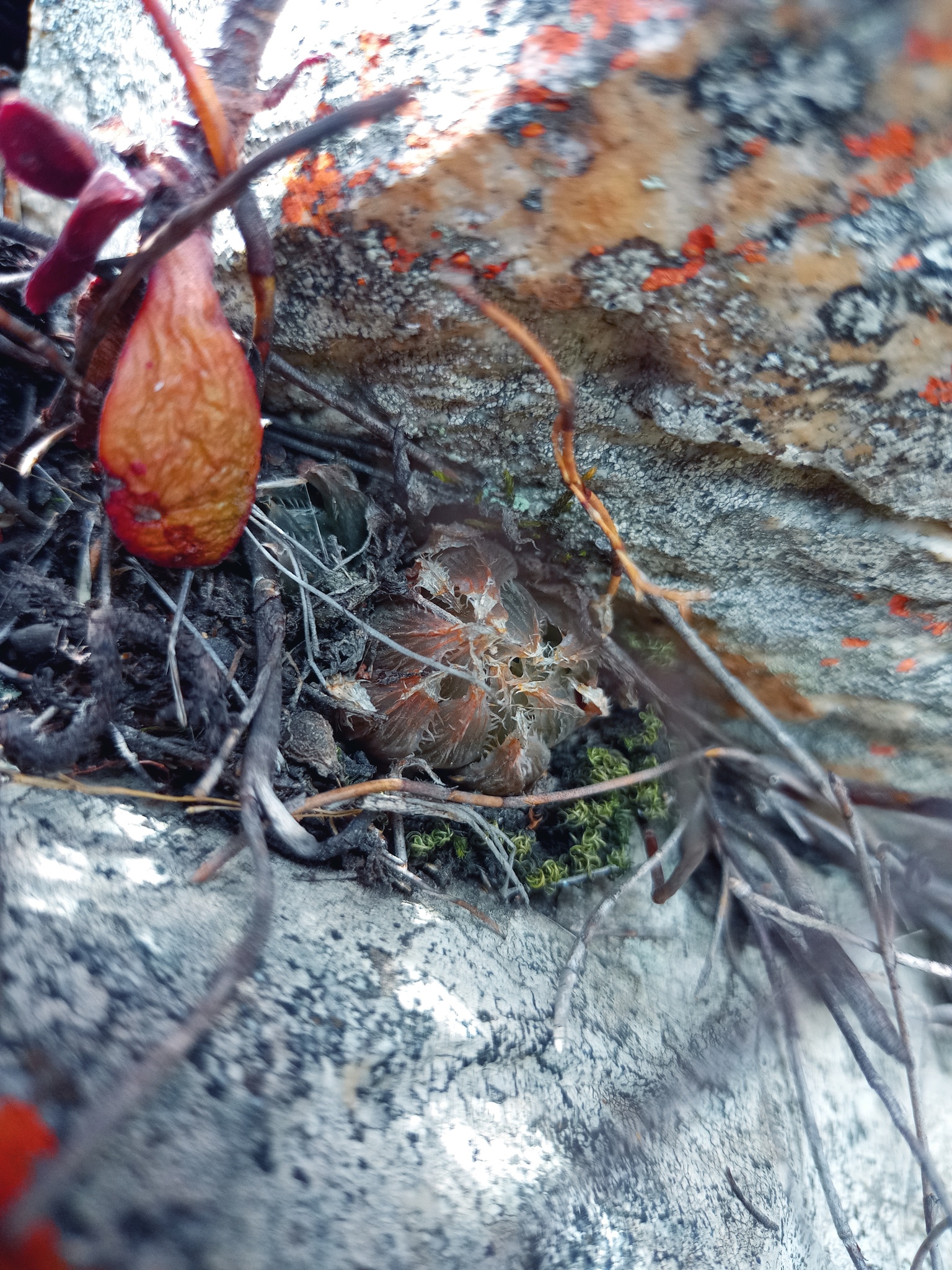 Imagem de Haworthia