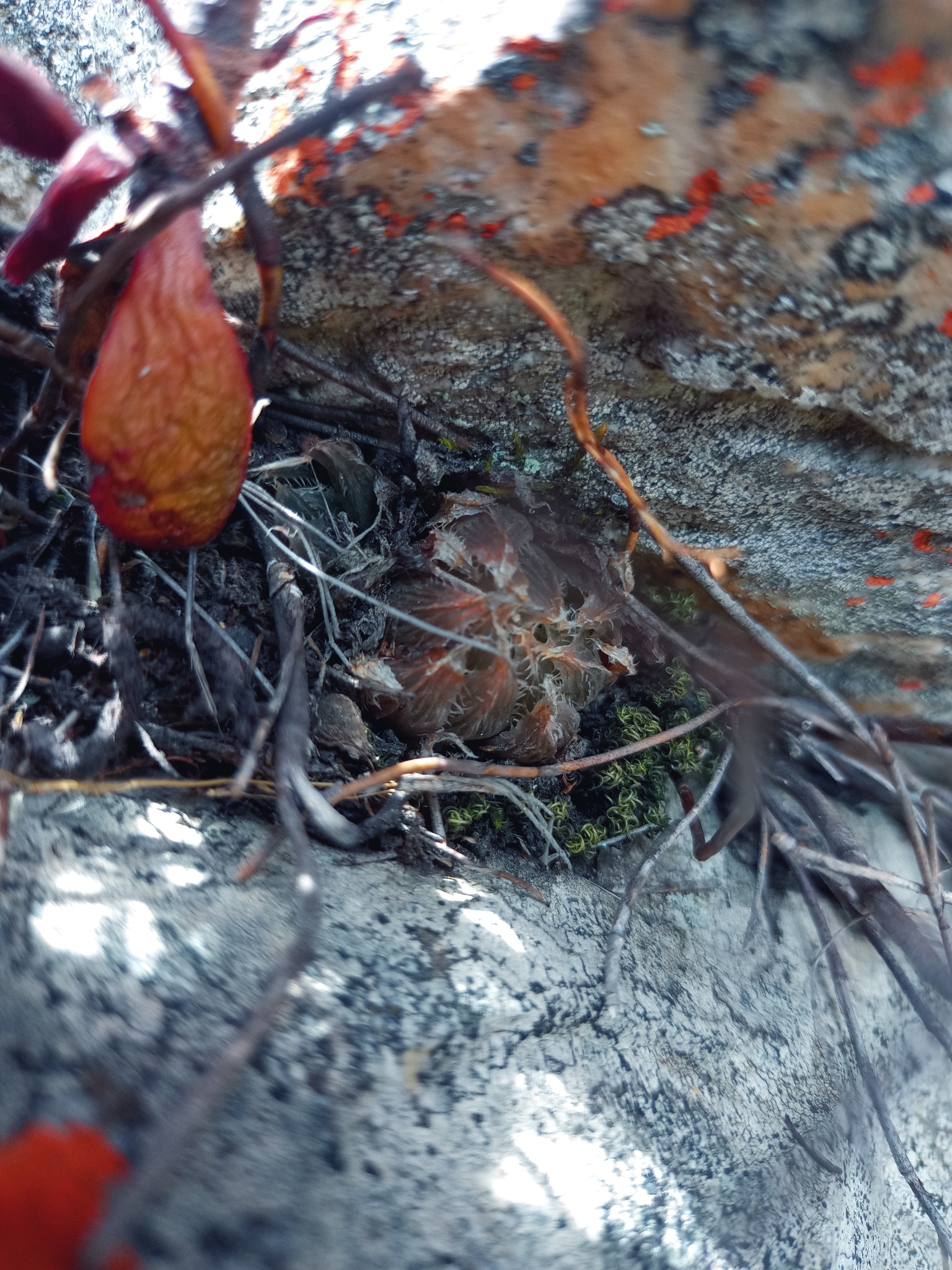 Imagem de Haworthia