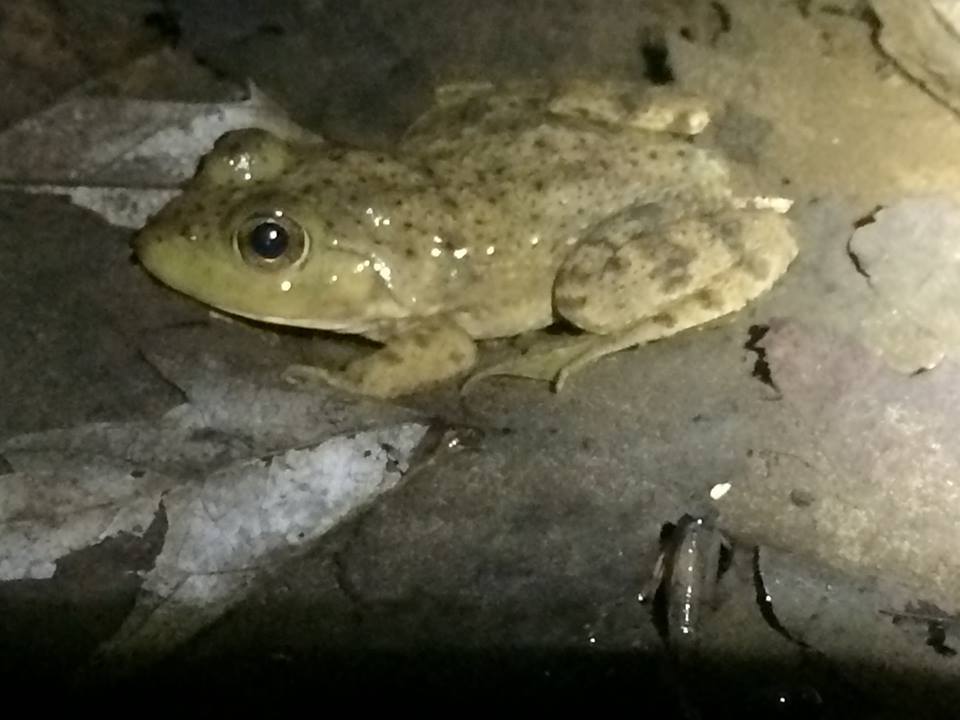American Bullfrog from Erie County, NY, USA on April 12, 2019 at 0910