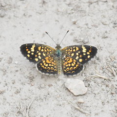 Phystis simois variegata