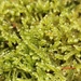 Heath Plait-Moss - Photo (c) Helen Waterman, some rights reserved (CC BY), uploaded by Helen Waterman
