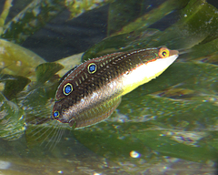 Halichoeres brownfieldi