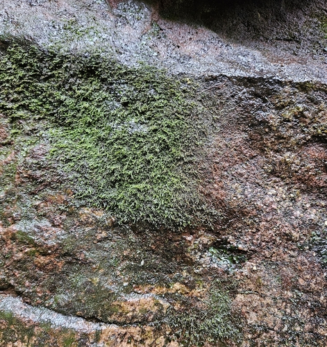Image of Heterocladium heteropterum by (c) Helen Waterman, some rights reserved (CC BY)