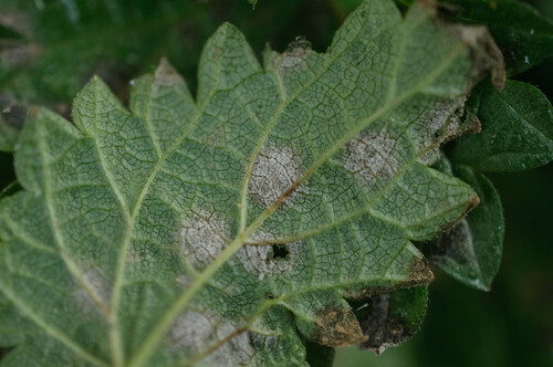 Ramularia urticae