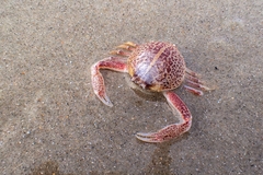 Persephona aquilonaris