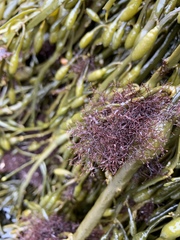 Vertebrata lanosa