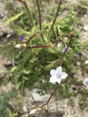Gilia stellata