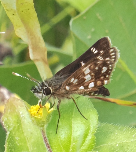 Umuarama Skipperling